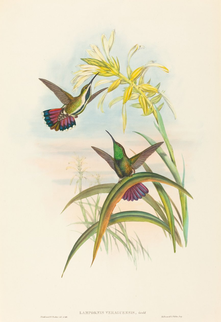 Lampornis veraguensis (Veraguan Mango) von John Gould and H.C. Richter