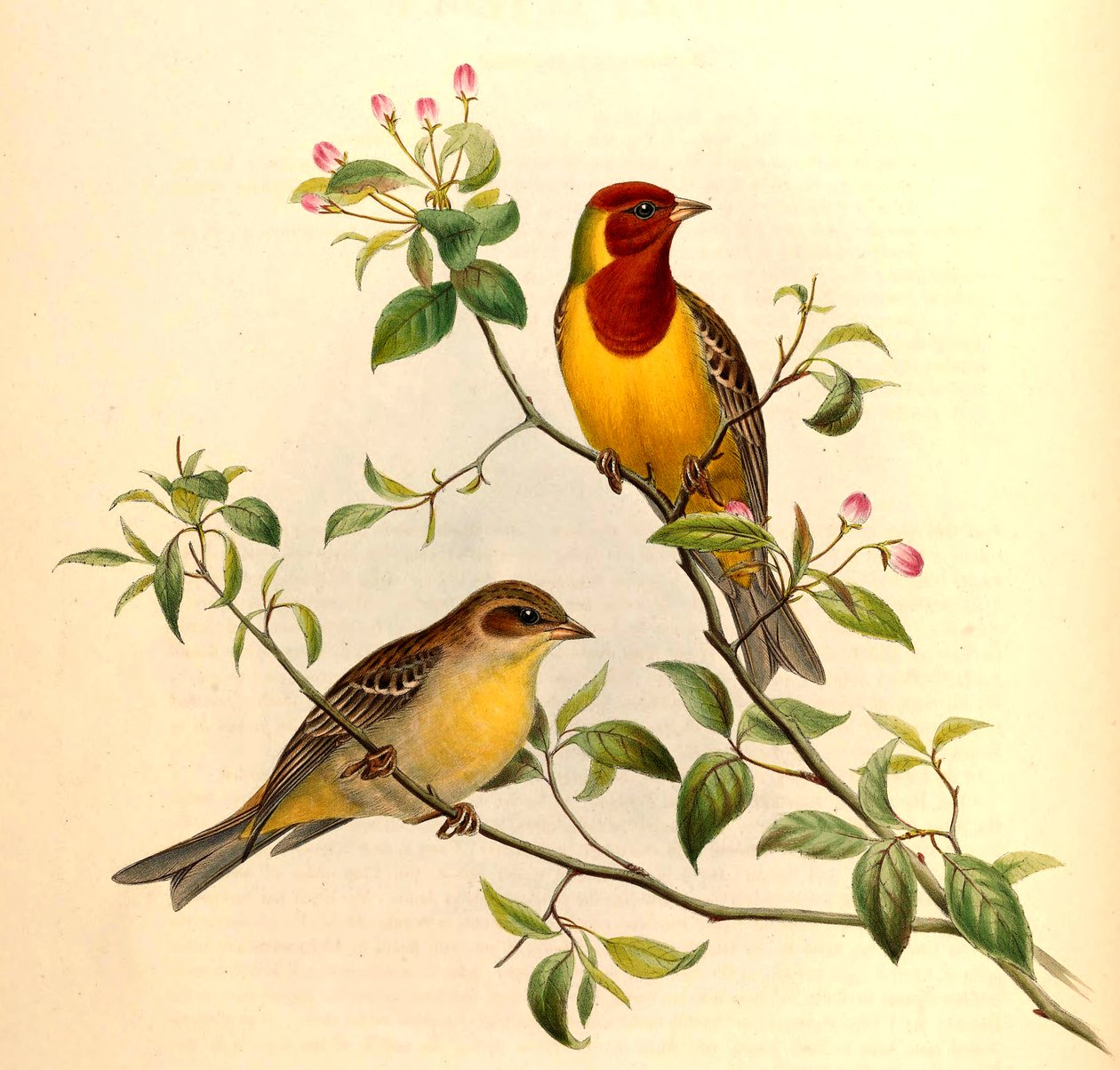 Rotkopfammer Emberiza bruniceps Brandt von John Gould and Henry C. Richter