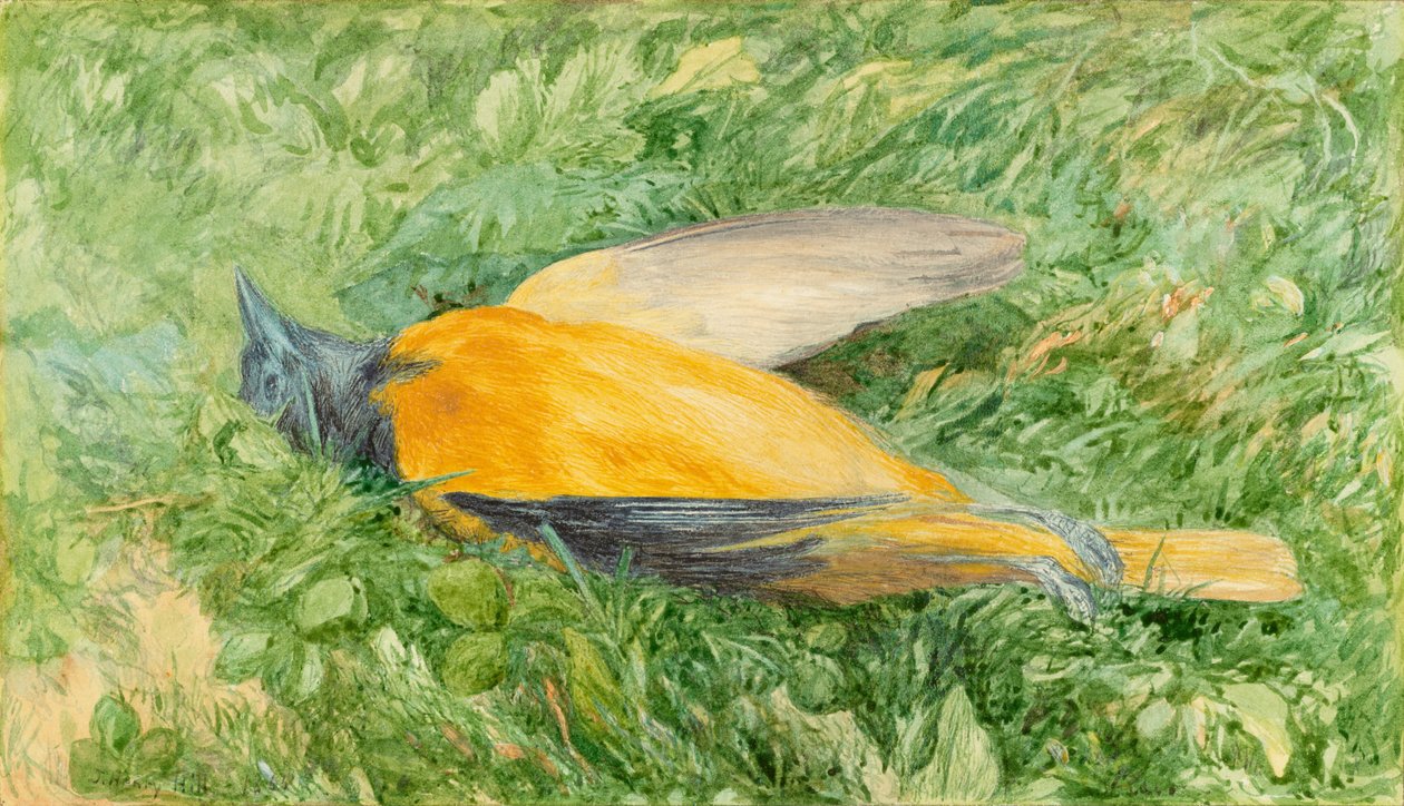 Goldammer (Nordamerikanische Oriole) von John Henry Hill