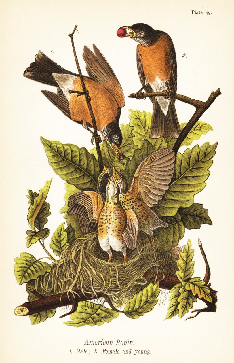 Wanderdrossel, Turdus migratorius, Männchen 1, Weibchen 2 und Jungvögel im Nest von John James (after) Audubon