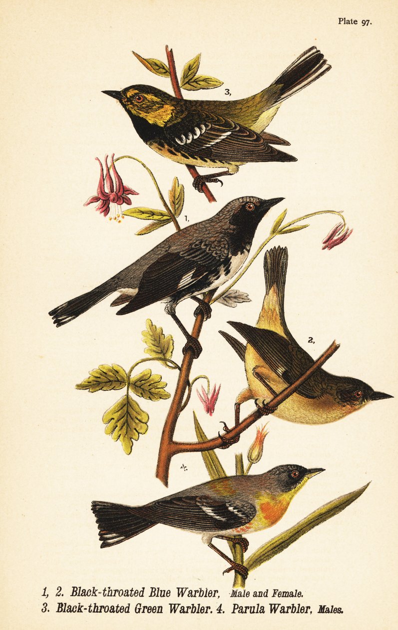 Schwarzkehl-Waldsänger, Setophaga caerulescens 1,2, Schwarzkehl-Grünwaldsänger, Setophaga virens 3 und Nordparula, Setophaga americana 4 von John James (after) Audubon
