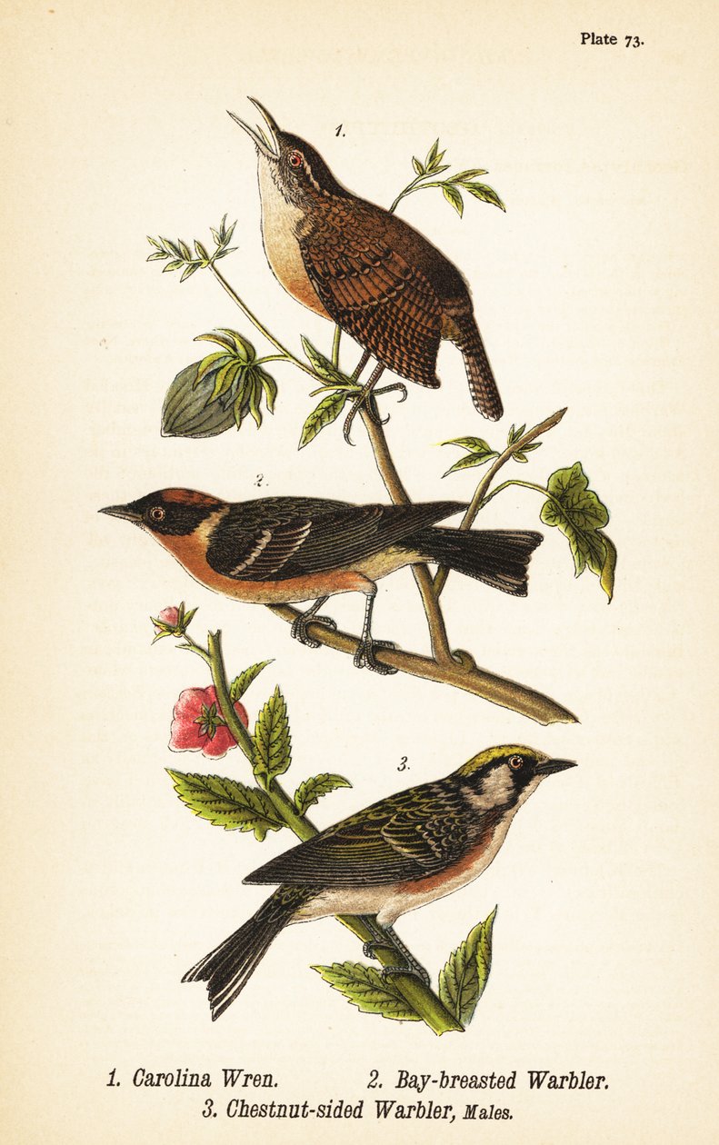Carolina-Zaunkönig, Thryothorus ludovicianus 1, Kastanienwaldsänger, Setophaga castanea 2, Kastanienflankensänger, Setophaga pensylvanica 3 von John James (after) Audubon