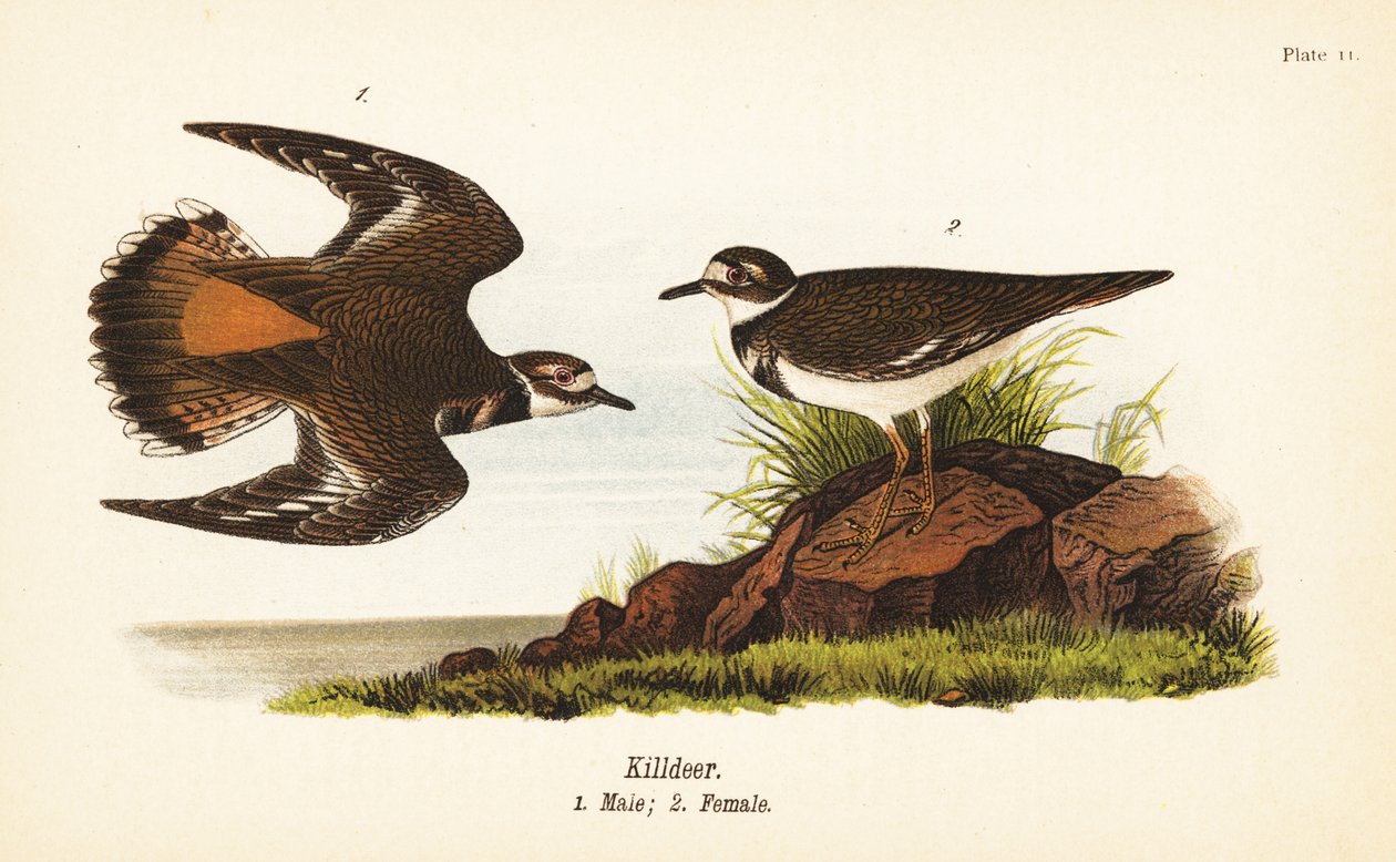 Keilschwanzregenpfeifer, Charadrius vociferus, Männchen 1, Weibchen 2 von John James (after) Audubon