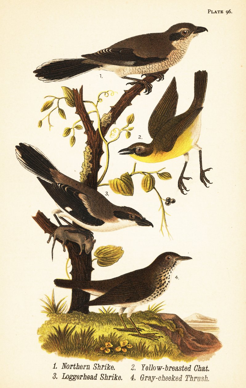 Nördlicher Würger, Lanius borealis 1, Gelbbrust-Schmätzer, Icteria virens 2, Loggerhead-Würger, Lanius ludovicianus von John James (after) Audubon