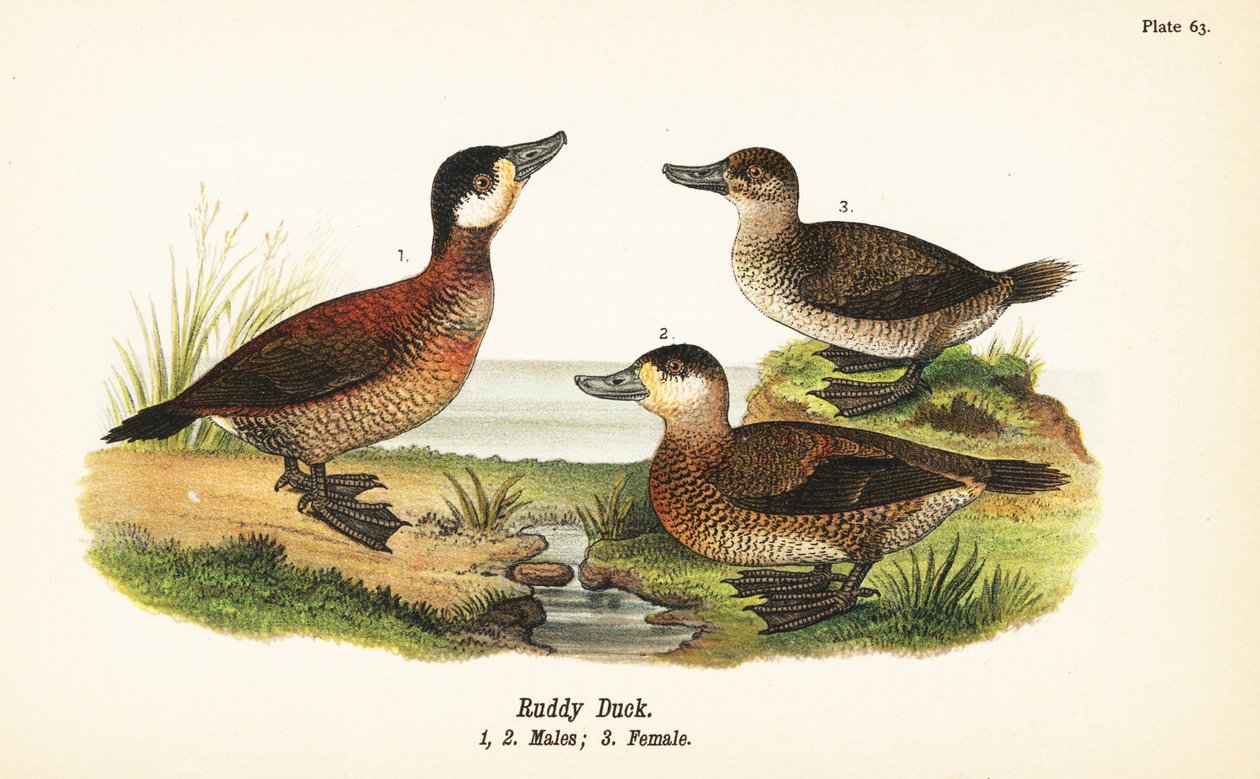 Ruderente, Oxyura jamaicensis, Männchen und Weibchen von John James (after) Audubon