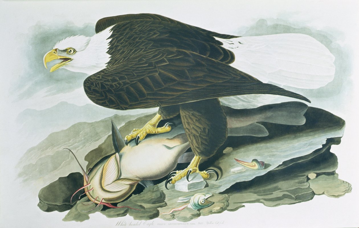 Der Weißkopfseeadler aus 