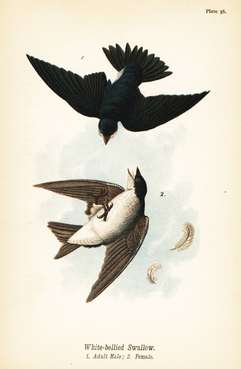 Baumschwalbe, Tachycineta bicolor von John James (after) Audubon