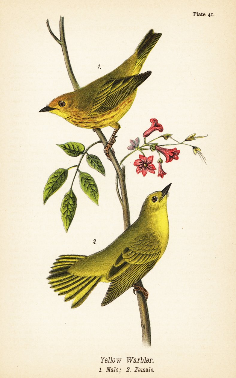 Gelbwaldsänger, Setophaga petechia, Männchen 1, Weibchen 2 von John James (after) Audubon