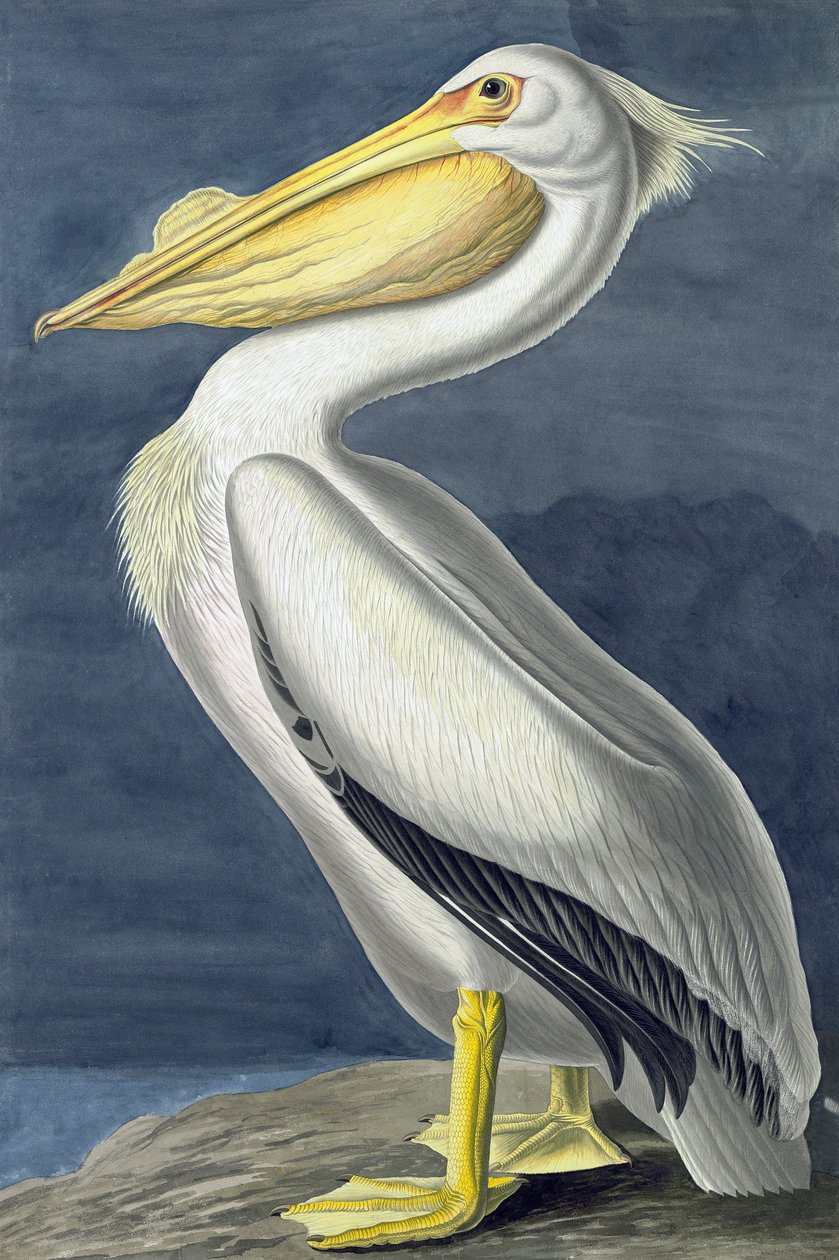 Amerikanischer Weißer Pelikan, Pelecanus Erythrorhynchos, aus "The Birds of America" von John J. Audubon, veröffentlicht 1827-38 von John James Audubon