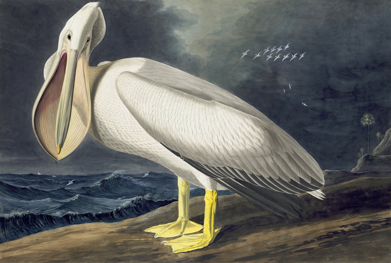 Amerikanischer Weißer Pelikan, Pelecanus Erythrorhynchos, aus "The Birds of America" von John J. Audubon, veröffentlicht 1827-38 von John James Audubon