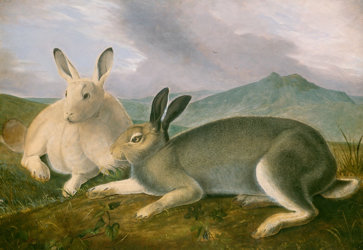 Arktischer Hase, ca. 1841 von John James Audubon