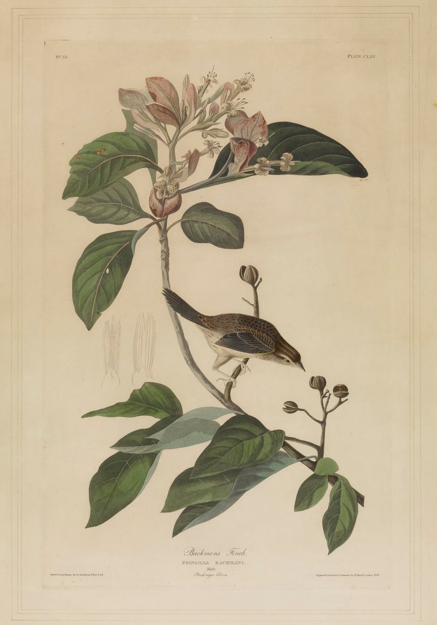 Bachmans Fink von John James Audubon