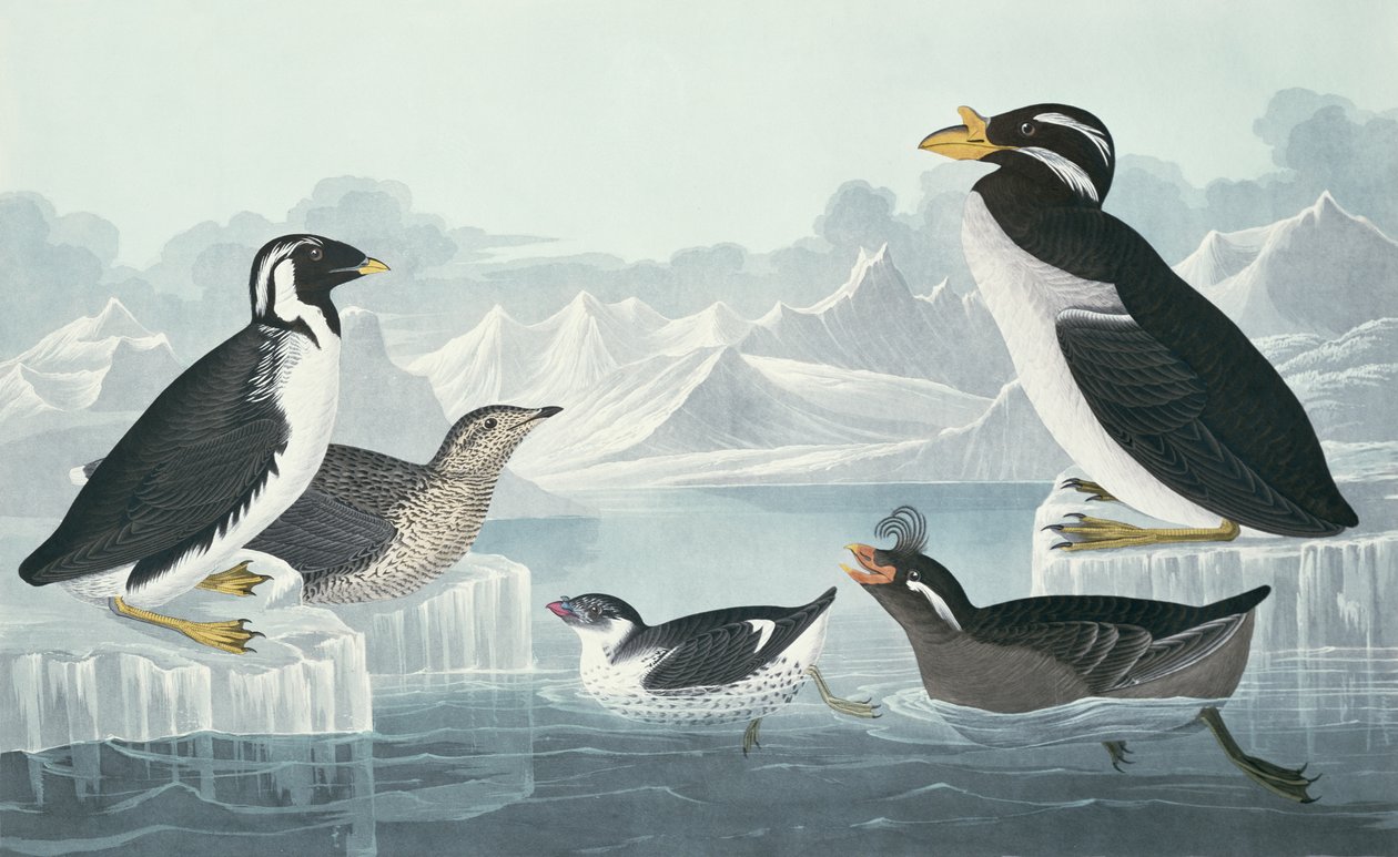 Schwarzkehlige Guillemot, Knollenschnabelalk, Lockenkammalk, Hornschnabelguillemot, nach der Natur gezeichnet von John James Audubon