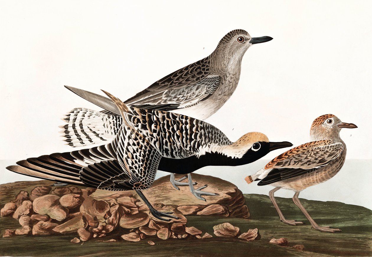 Schwarzbauchregenpfeifer, Charadrius Helveticus, aus "The Birds of America" von John J. Audubon, veröffentlicht 1827-38 von John James Audubon