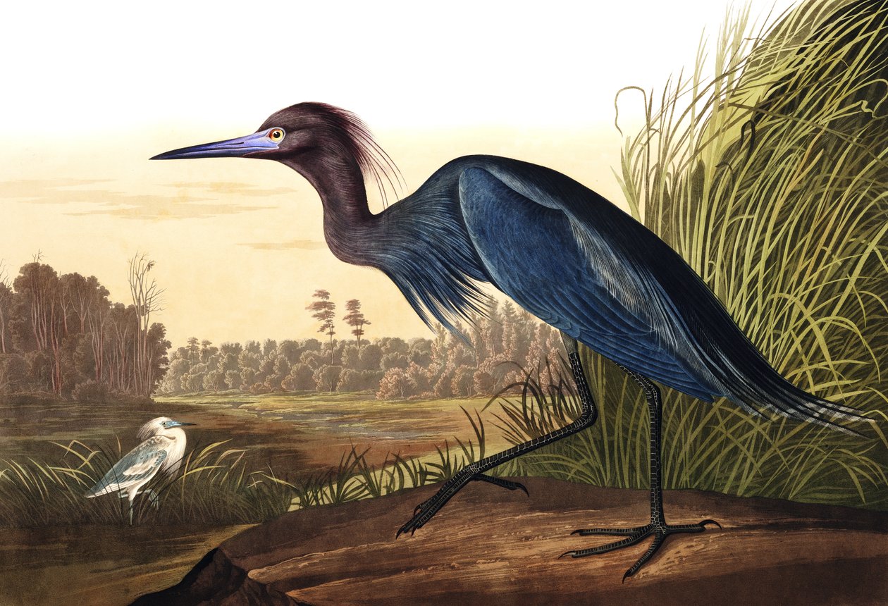 Blauer Kranich oder Reiher, Ardea Coerulea, aus "The Birds of America" von John J. Audubon, veröffentlicht 1827-38 von John James Audubon