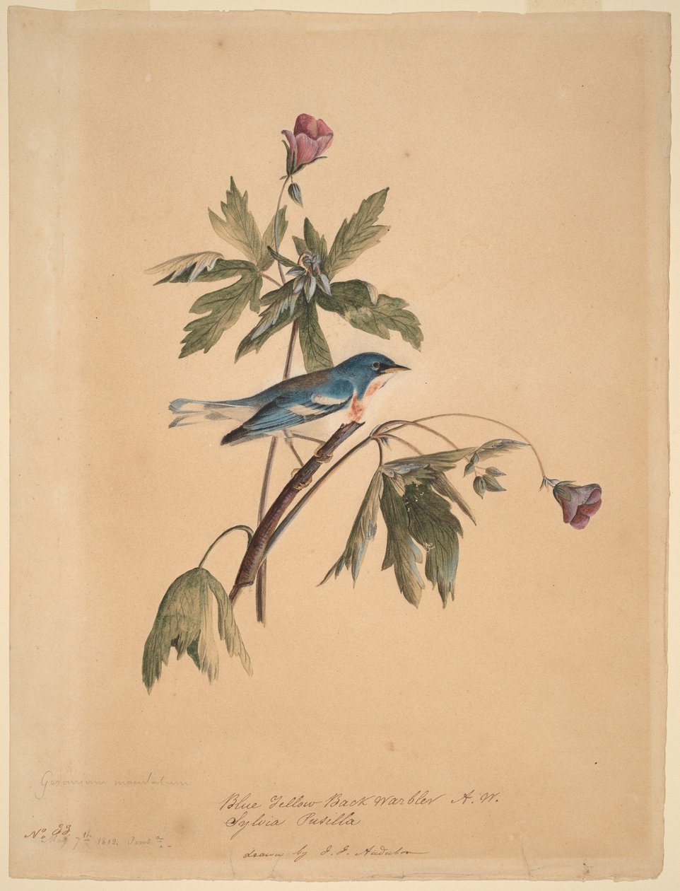 Blau-gelber Rückenwaldsänger von John James Audubon
