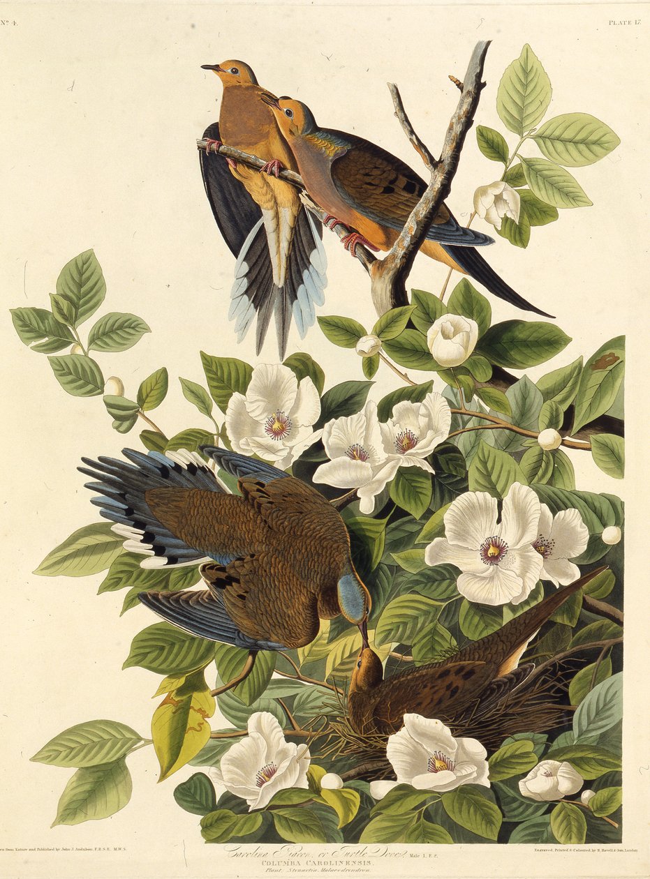 Carolina-Taube oder Carolina-Turteltaube. Aus Die Vögel Amerikas, 1827-1838 von John James Audubon