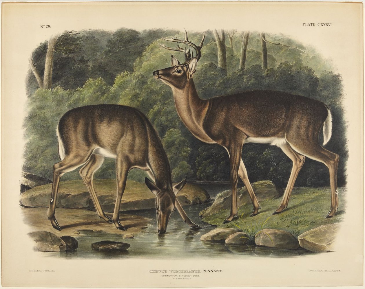 Cervus Virginianus, Pennant von John James Audubon