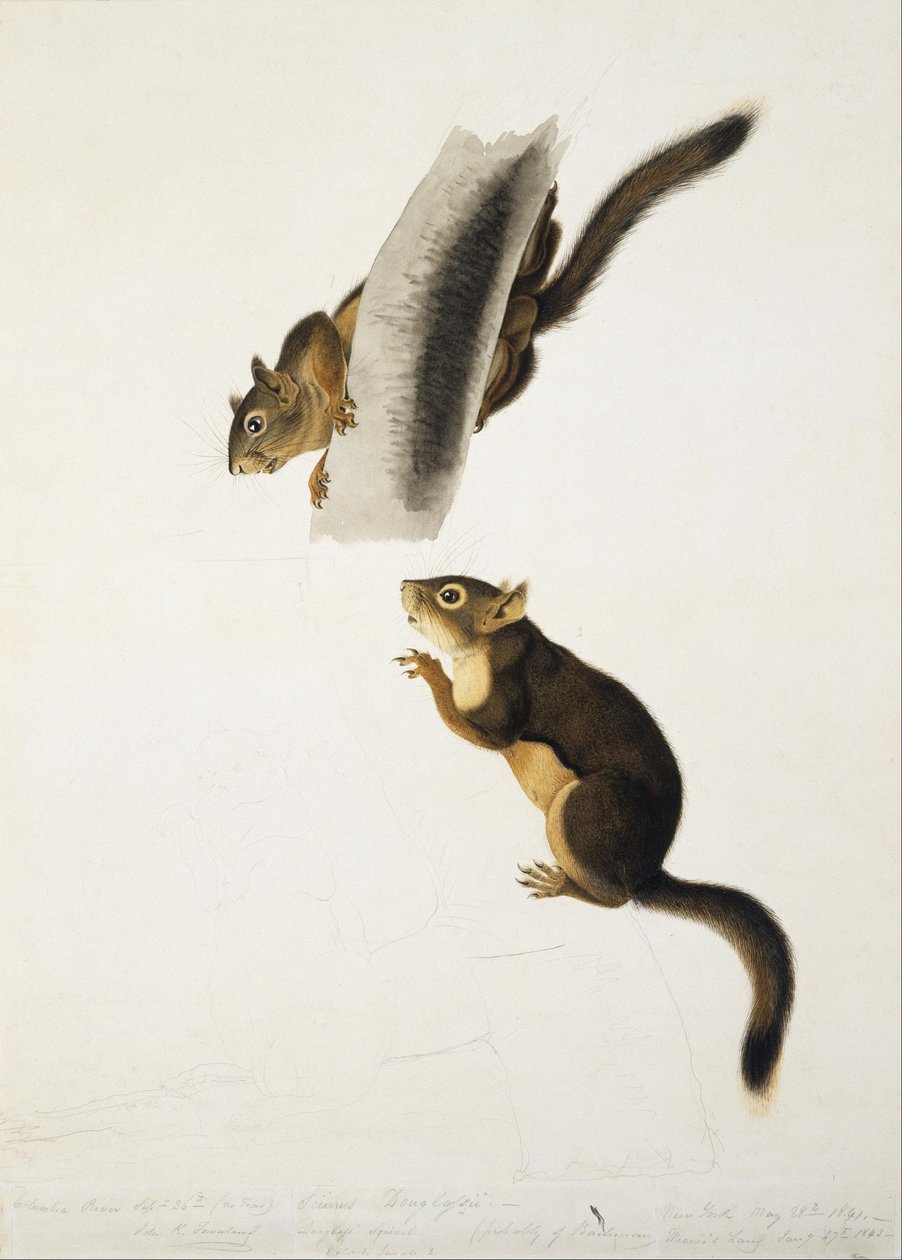 Douglas-Hörnchen von John James Audubon