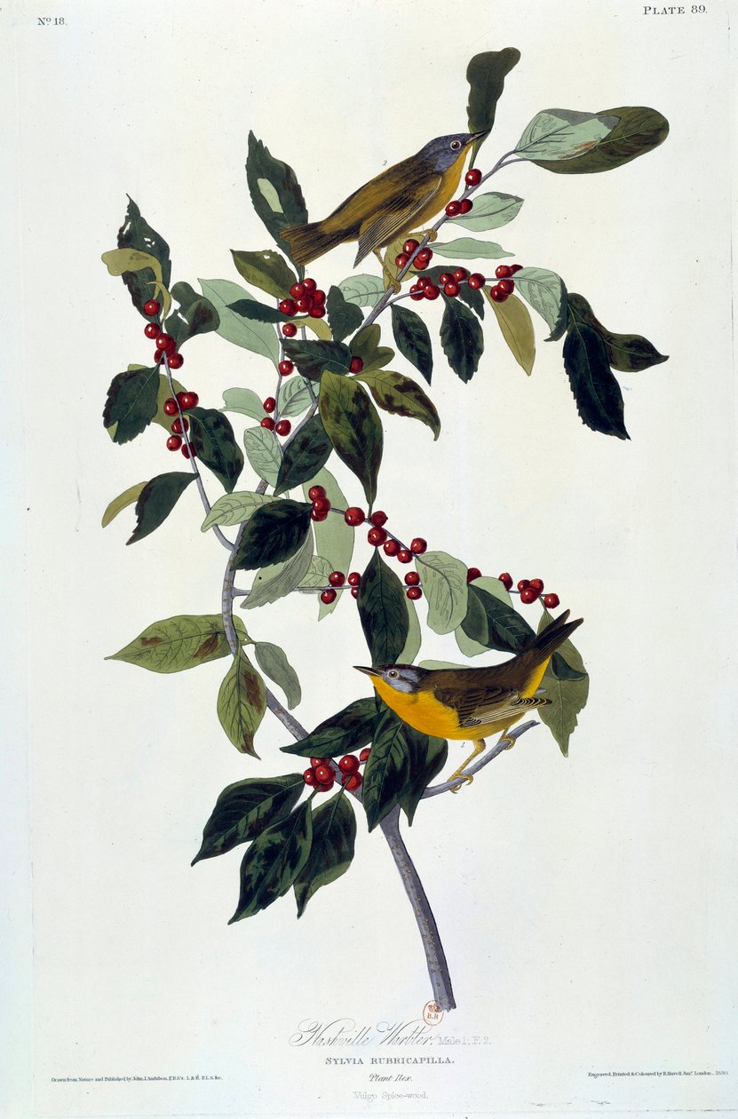 Blumen und Vögel von John James Audubon