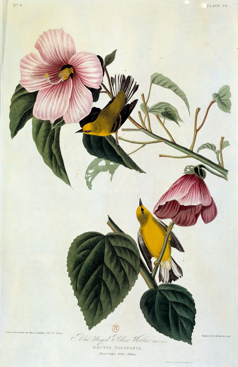 Blumen und Vögel von John James Audubon