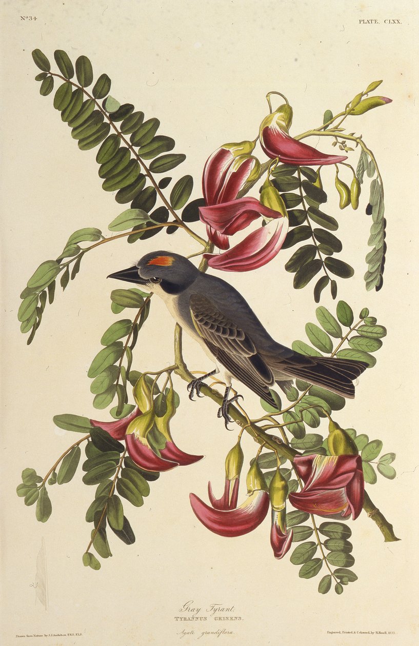 Grauer Tyrann. Aus Die Vögel Amerikas, 1827-1838 von John James Audubon