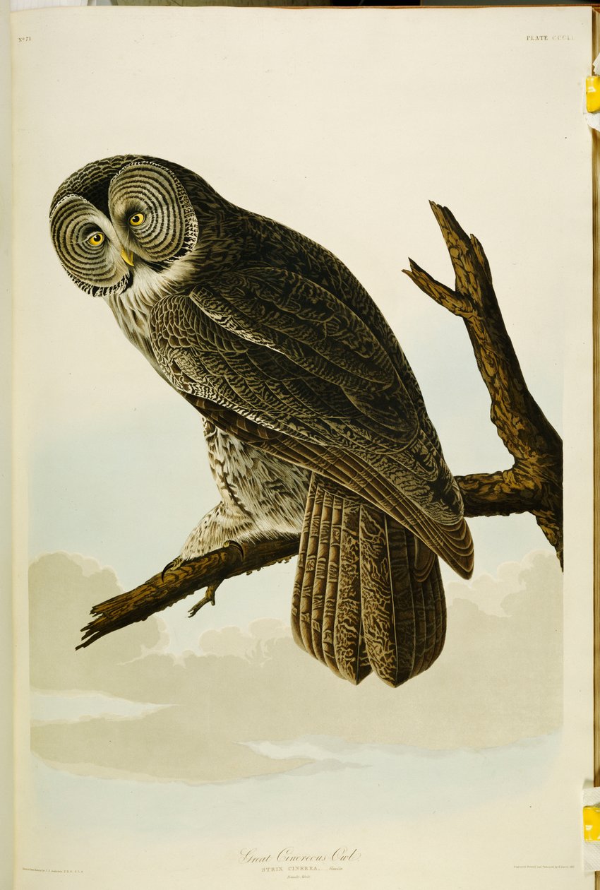 Große Graueule, aus "Die Vögel Amerikas" von John James Audubon