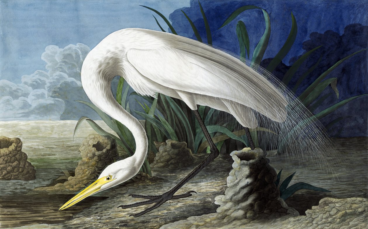 Silberreiher, Casmerodius Albus, aus "Die Vögel Amerikas" von John J. Audubon, veröffentlicht 1827-38 von John James Audubon