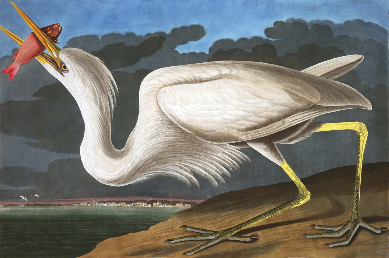 Großer Weißreiher, Ardea Occidentalis, aus "Die Vögel Amerikas" von John J. Audubon, veröffentlicht 1827-38 von John James Audubon