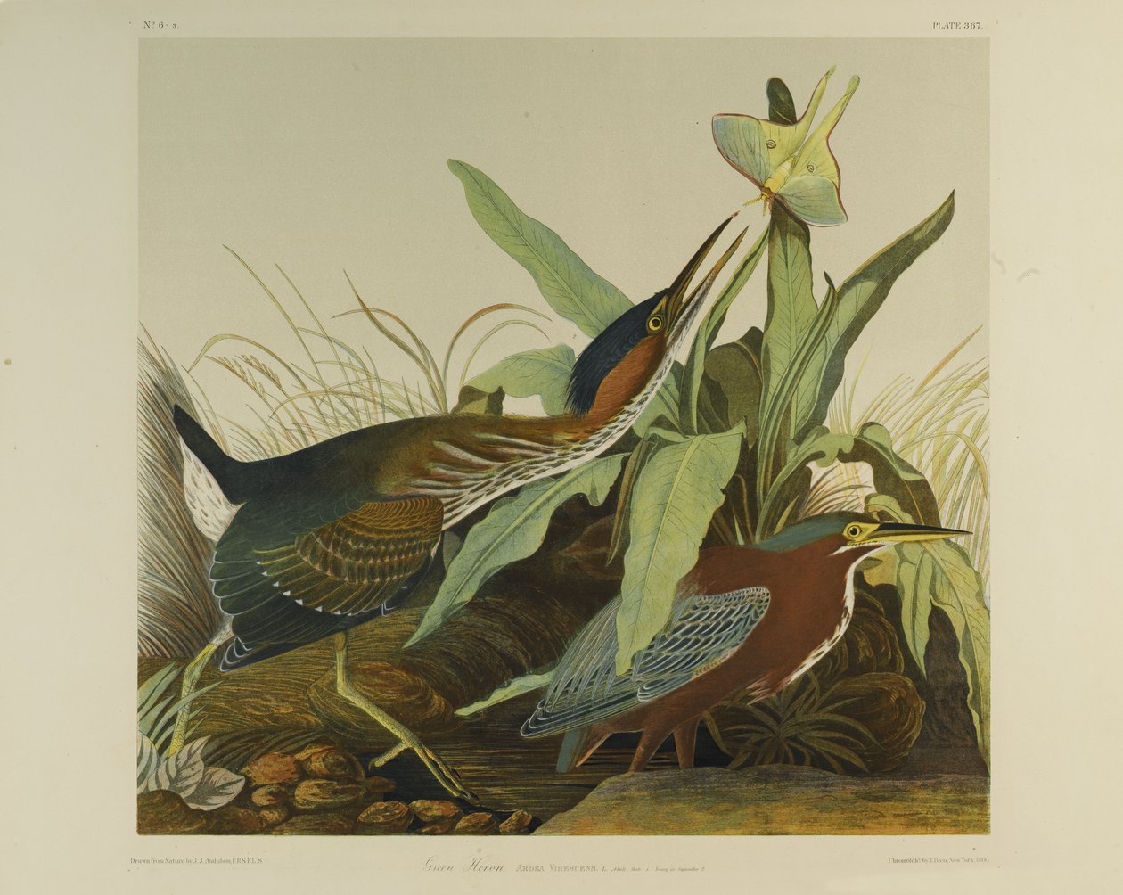 Grüner Reiher, gedruckt von Julien Bien und veröffentlicht von Roe Lockwood & Son, 1861 von John James Audubon