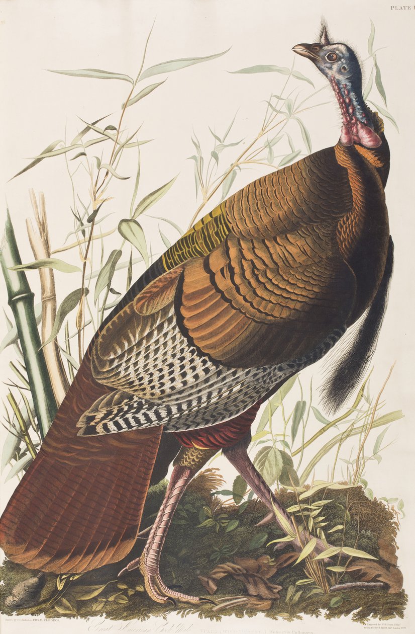 Illustration aus 