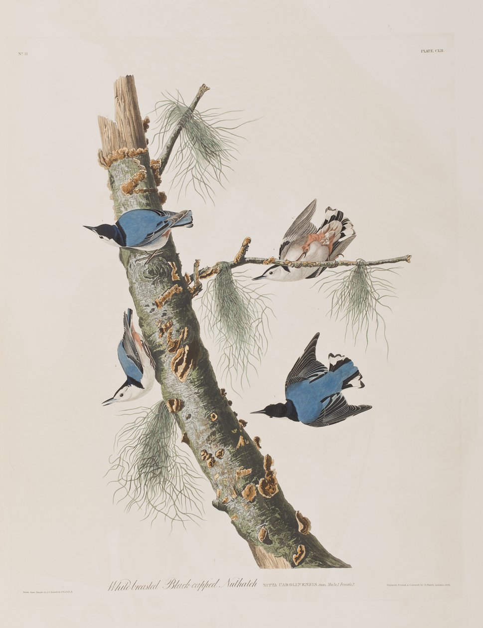 Illustration aus 