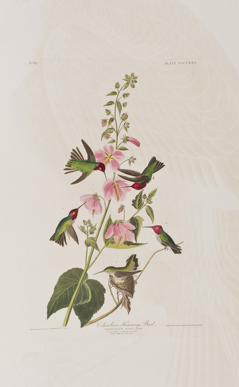 Illustration aus 