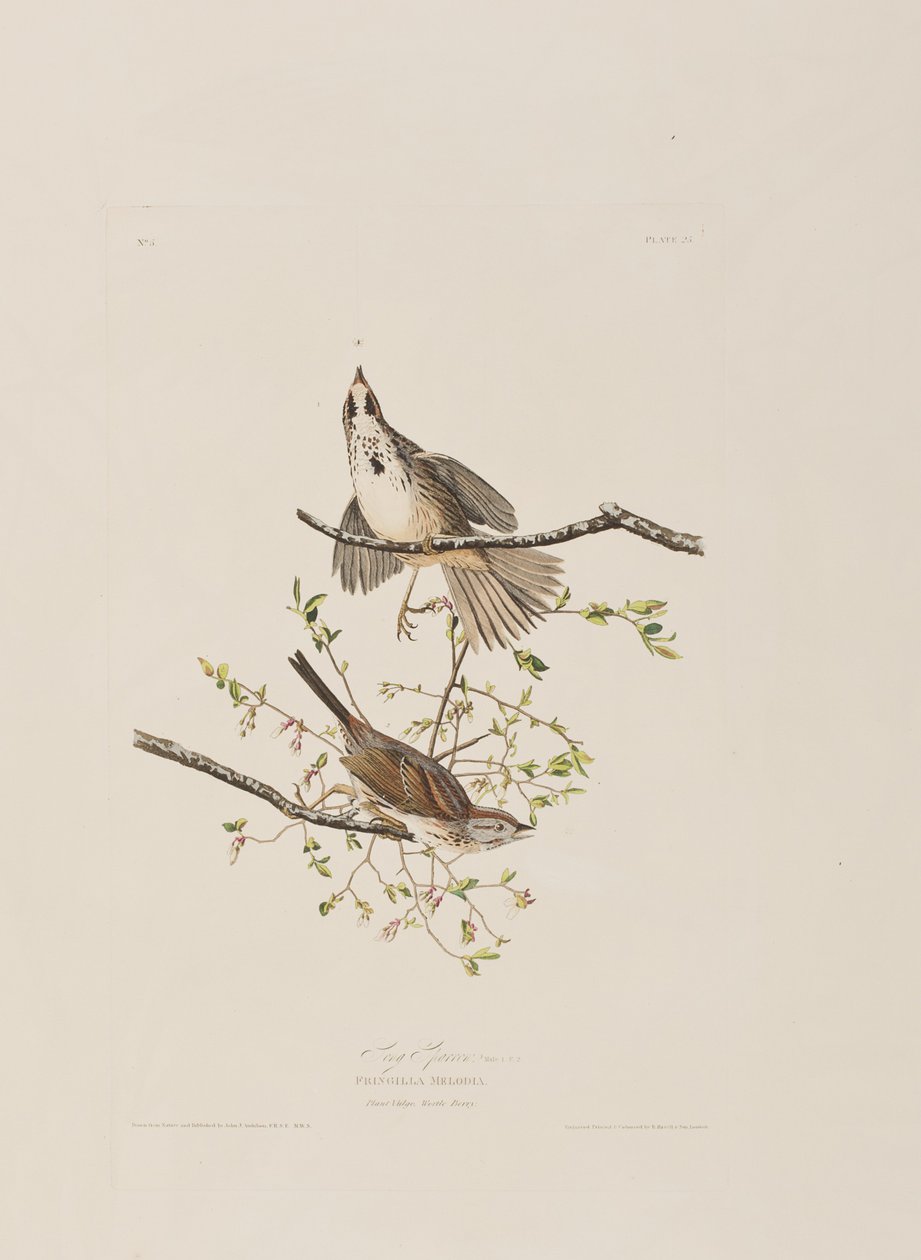 Illustration aus 