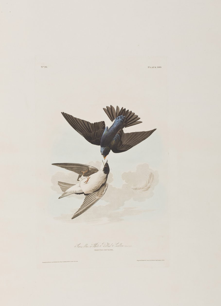 Illustration aus 