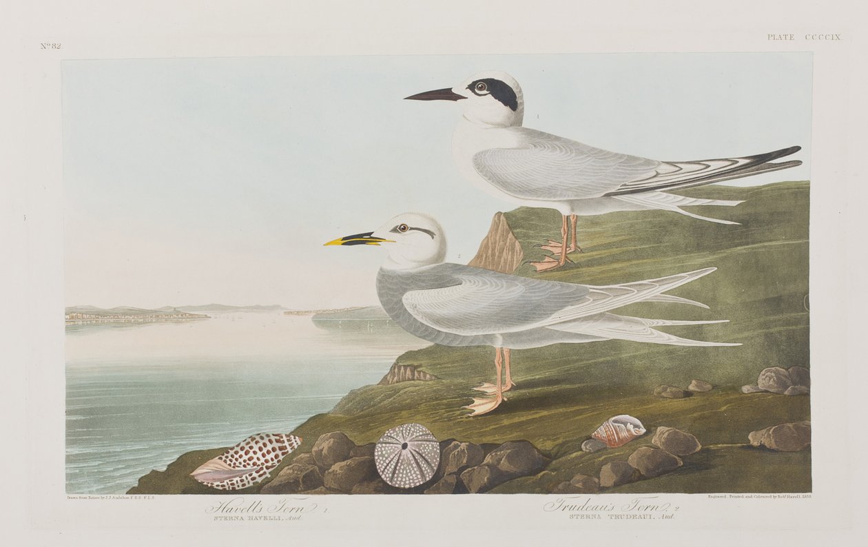 Illustration aus 