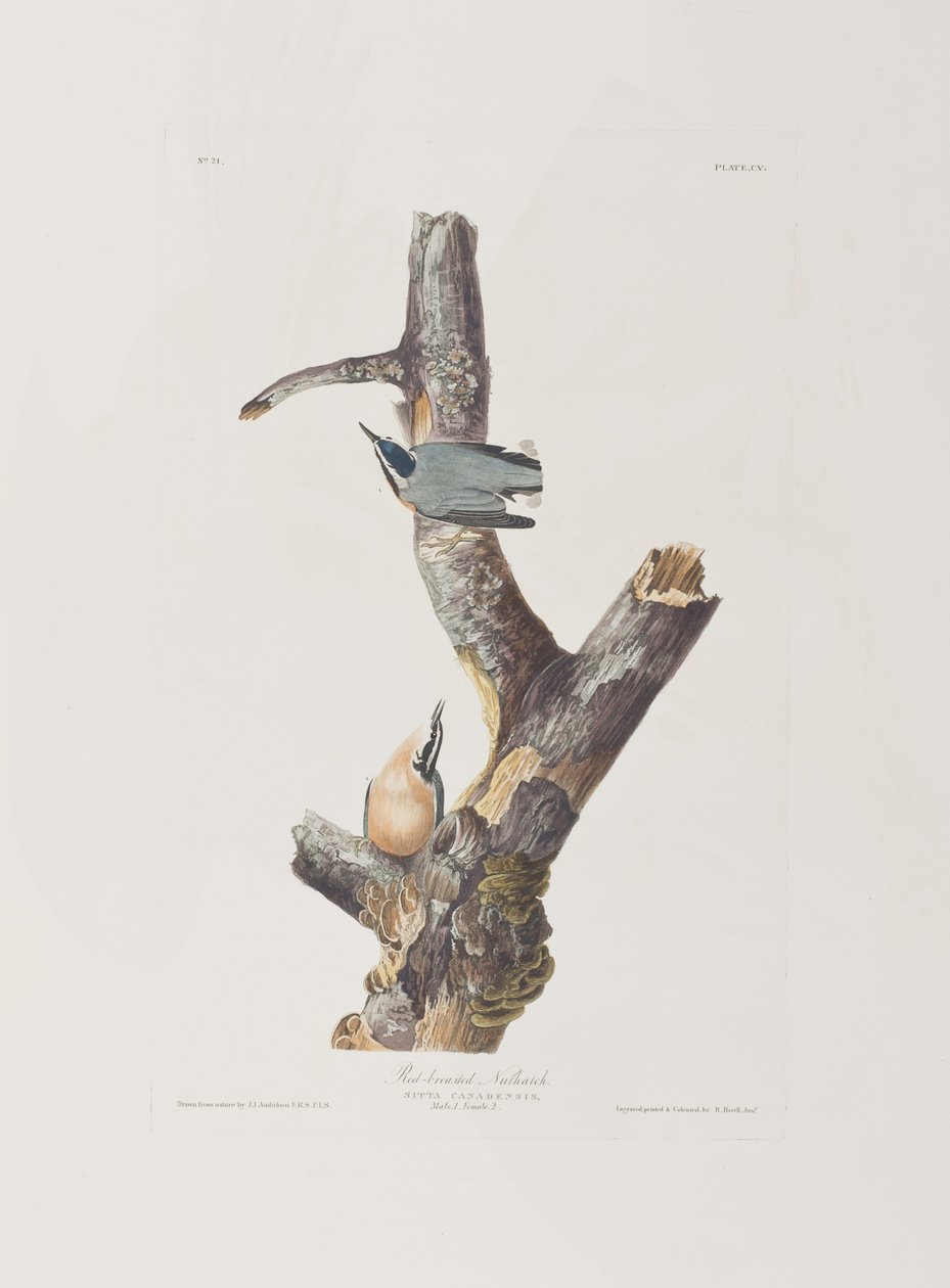 Illustration aus 