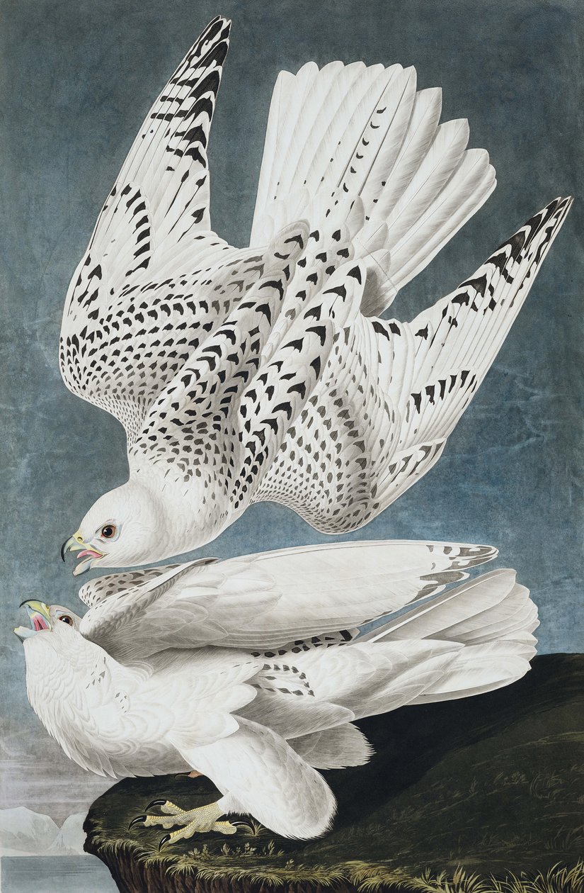 Jer- oder Islandfalke, Falco Islandicus, aus "Die Vögel Amerikas" von John J. Audubon, veröffentlicht 1827-38 von John James Audubon