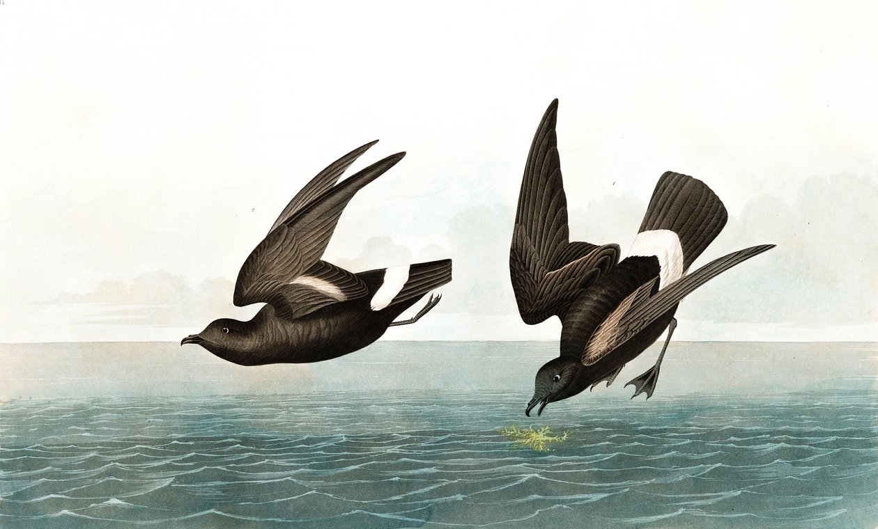 Sturmschwalbe, Thalassidroma Pelagica, aus "Die Vögel Amerikas" von John J. Audubon, veröffentlicht 1827-38 von John James Audubon