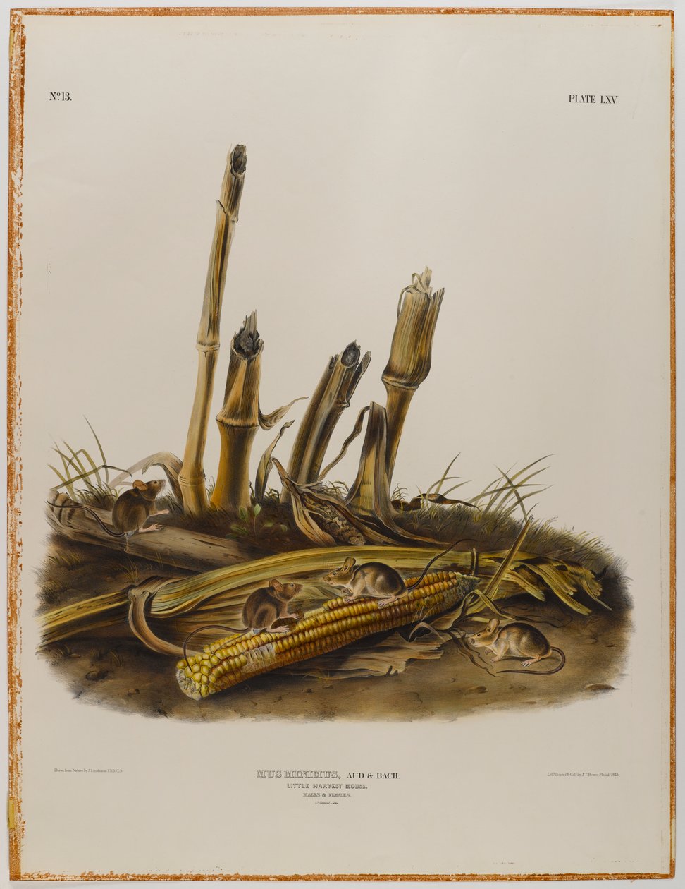Kleine Erntemaus von John James Audubon