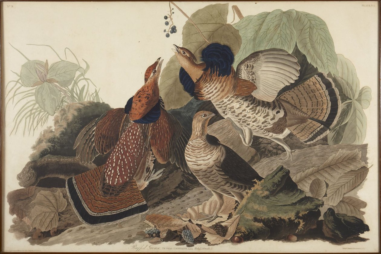Kragenhuhn von John James Audubon