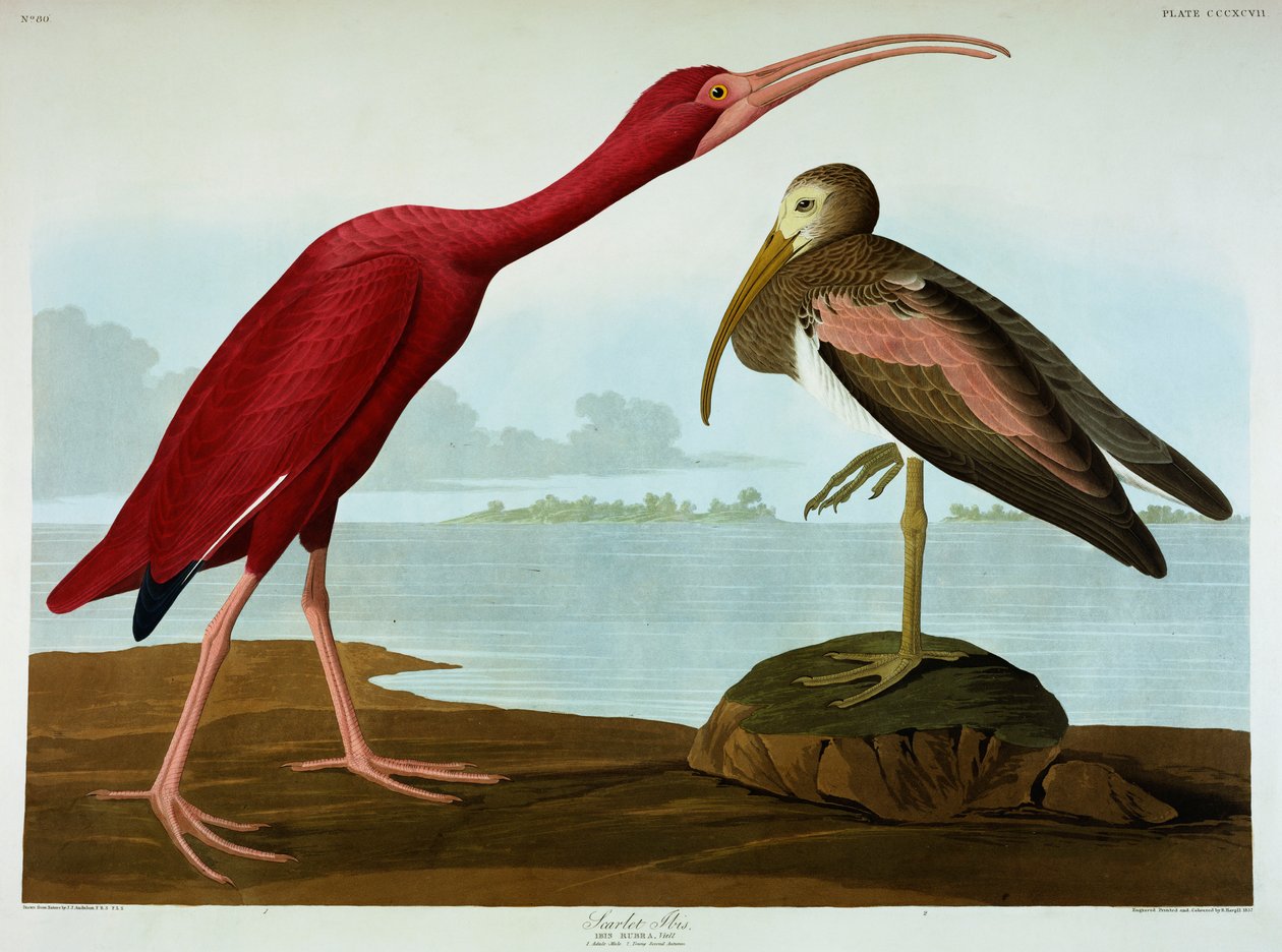 Scharlachsichler von John James Audubon