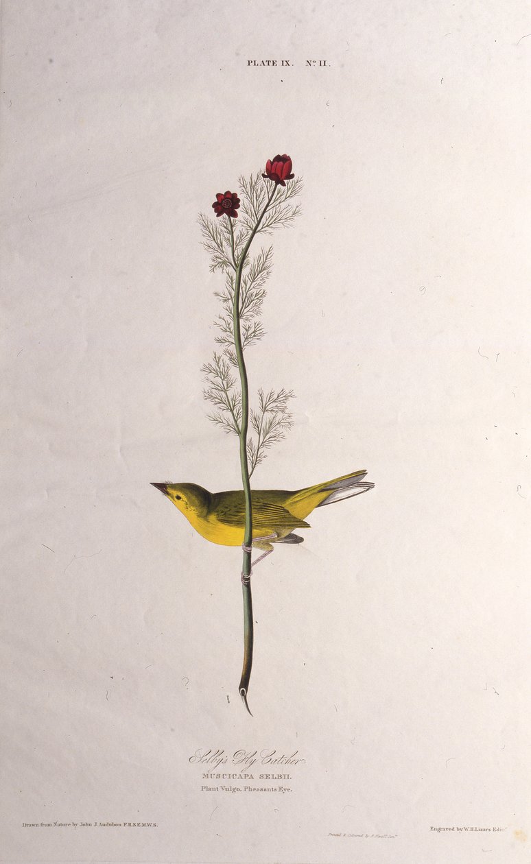 Selbys Fliegenfänger. Aus Die Vögel Amerikas, 1827-1838 von John James Audubon