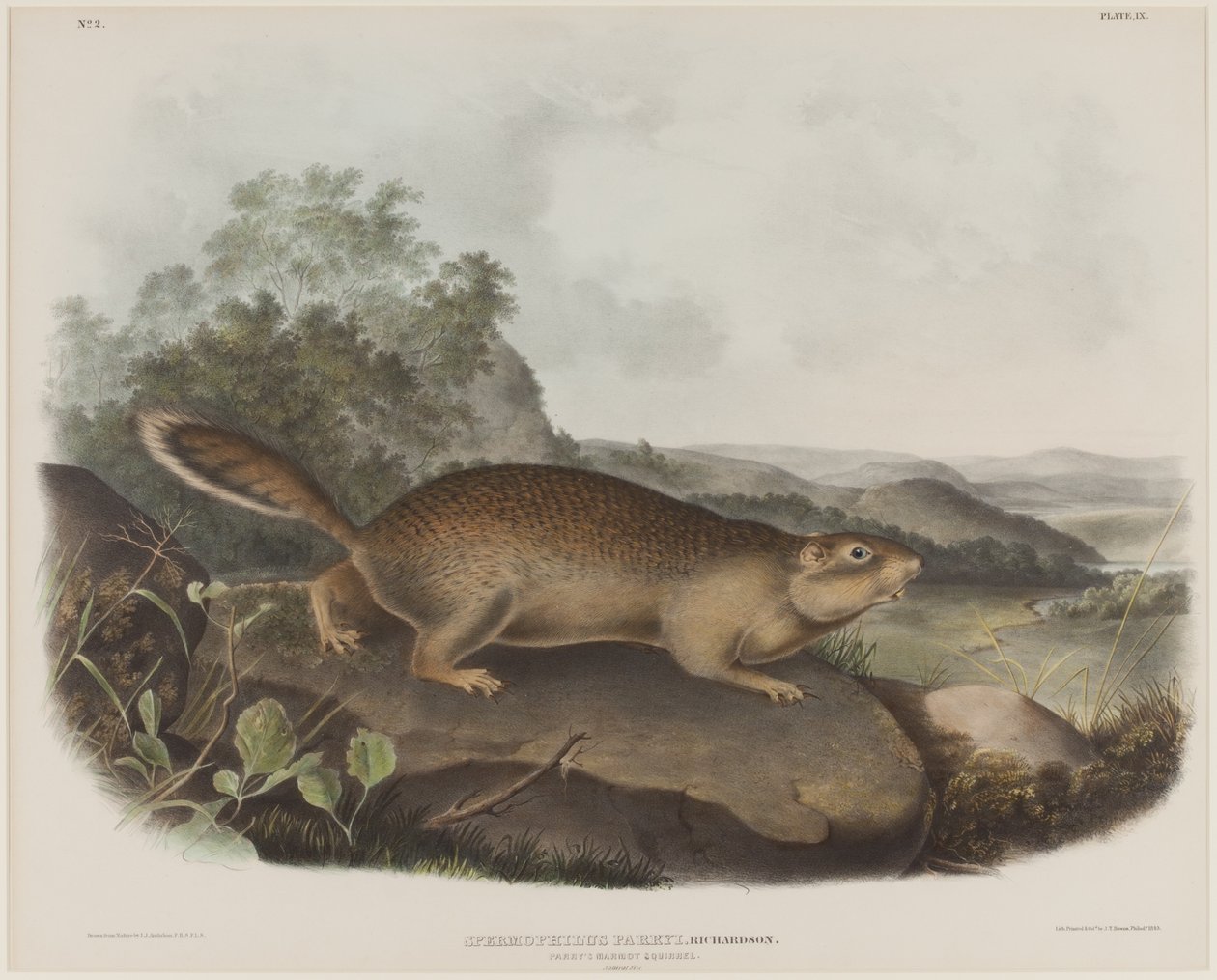 Spermophilus Parry (Parrys Murmeltier-Eichhörnchen) von John James Audubon