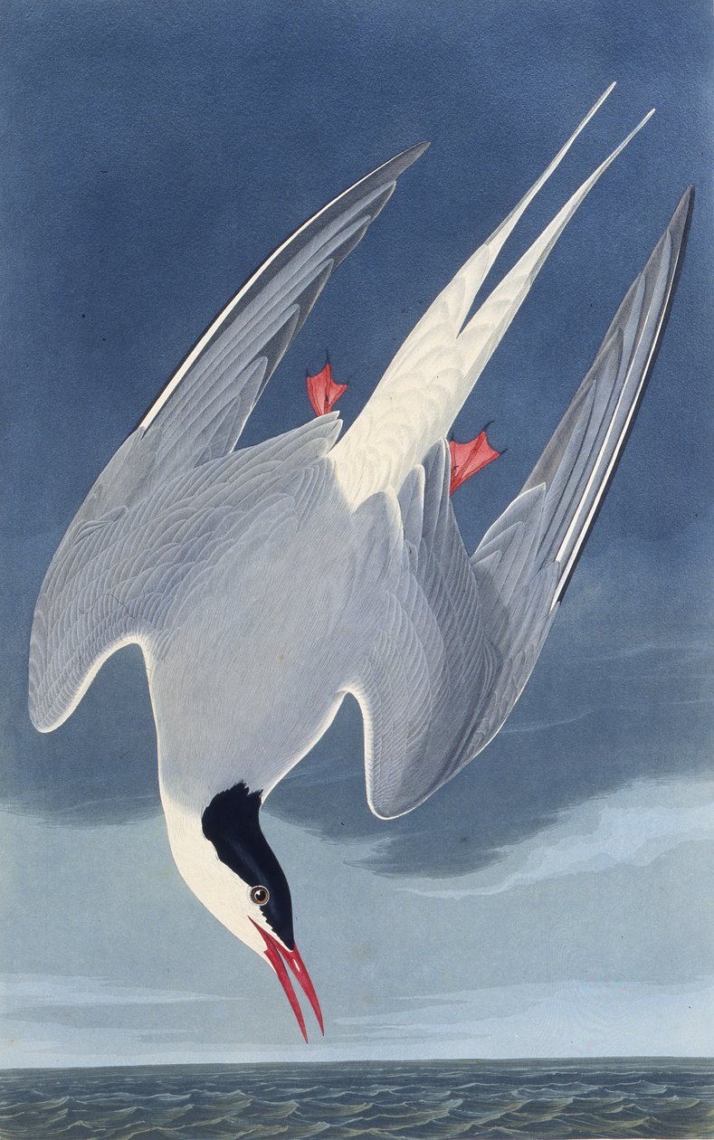 Die Küstenseeschwalbe. Aus Die Vögel Amerikas von John James Audubon