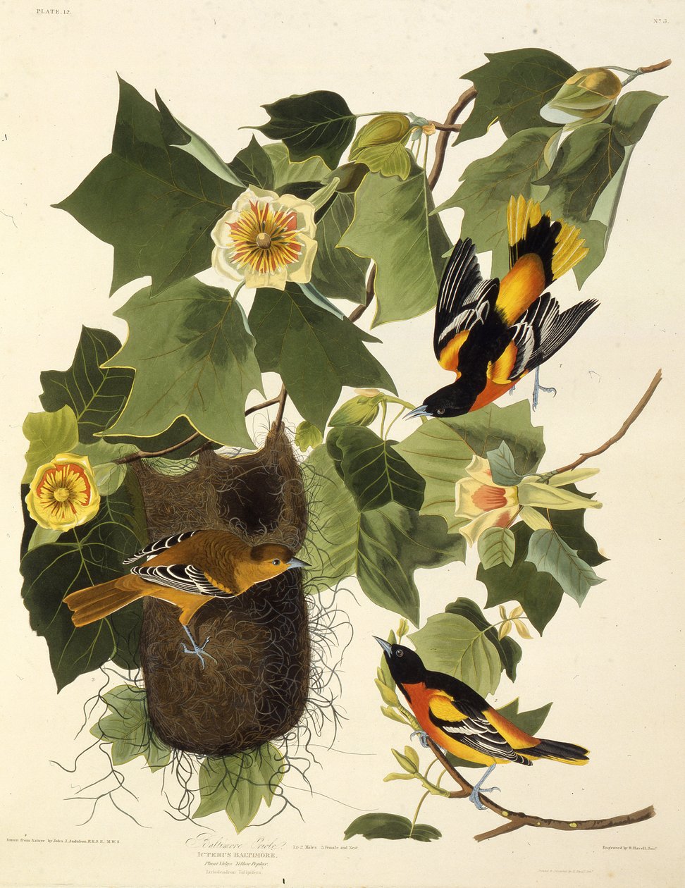 Der Baltimoretrupial. Aus Die Vögel Amerikas, 1827-1838 von John James Audubon