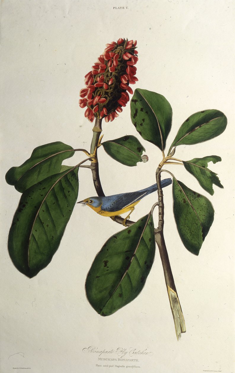 Der Kanada-Waldsänger. Aus Die Vögel Amerikas von John James Audubon