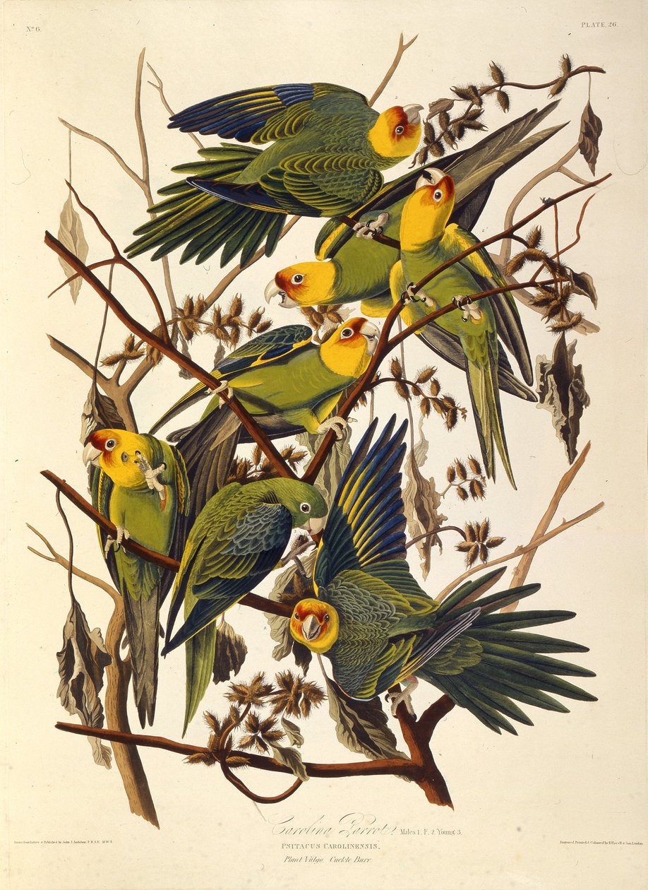 Der Carolina-Sittich, aus Die Vögel Amerikas, 1827-1838 von John James Audubon