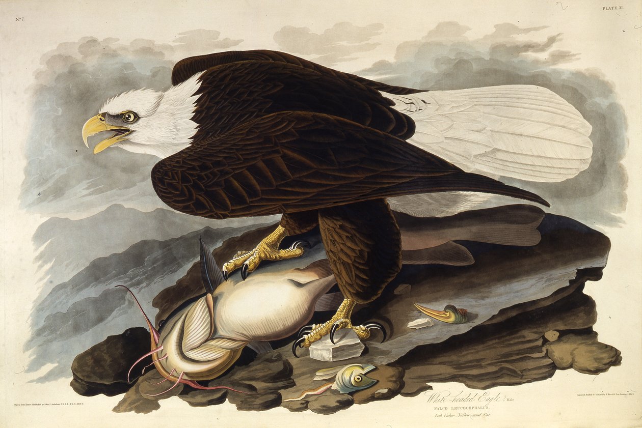 Der Weißkopfseeadler. Aus Die Vögel Amerikas von John James Audubon