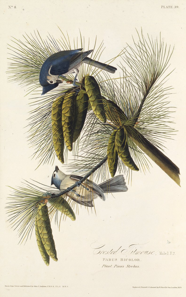 Die schwarzgekrönte Meise. Aus Die Vögel Amerikas, 1827-1838 von John James Audubon